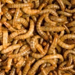 Tenebrio molitor (Larva-da-farinha) - Alimento Vivo