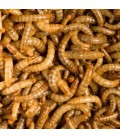 Tenebrio molitor (Larva-da-farinha) - Alimento Vivo