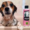 Shampoo Básico - Petuxe