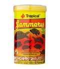 Gammarus - Tropical