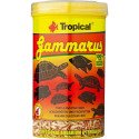 Gammarus - Tropical