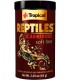 Reptiles Carnivore - Tropical