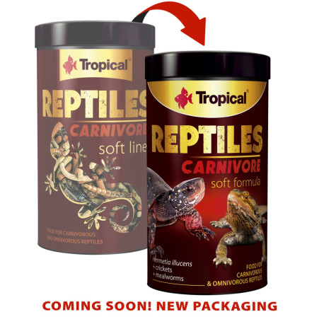 Reptiles Carnivore - Tropical