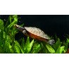 Mr. Turtle - Reeflowers