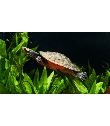 Turtle Fresh - Reeflowers