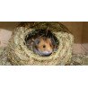 Ninho Redondo em Feno - TRIXIE
