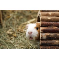 Ponte em Pequenos Troncos de Madeira - TRIXIE