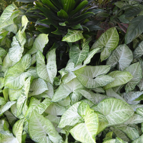 Syngonium podophyllum "White Buterfly"