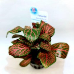 Fittonia 'Forest Flame'