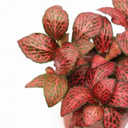Fittonia 'Forest Flame'