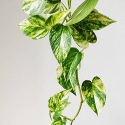 Epipremnum aureum