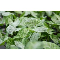 Syngonium podophyllum "White Buterfly"