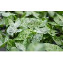 Syngonium podophyllum "White Buterfly"