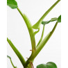 Philodendron Domesticum