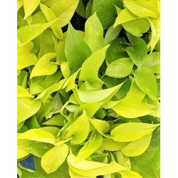 Epipremnum aureum Neon 'Neon Pothos' (Jibóia)