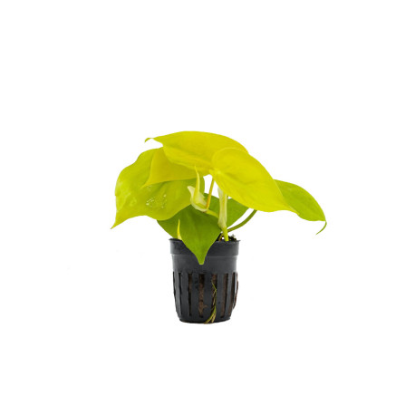 Epipremnum aureum Neon 'Neon Pothos' (Jibóia)