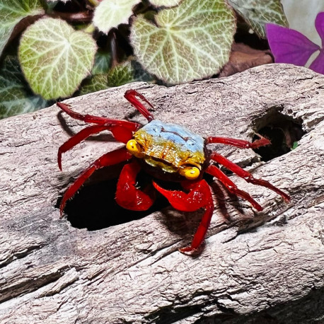 Caranguejo Rainbow Vampire - Geosesarma rouxi