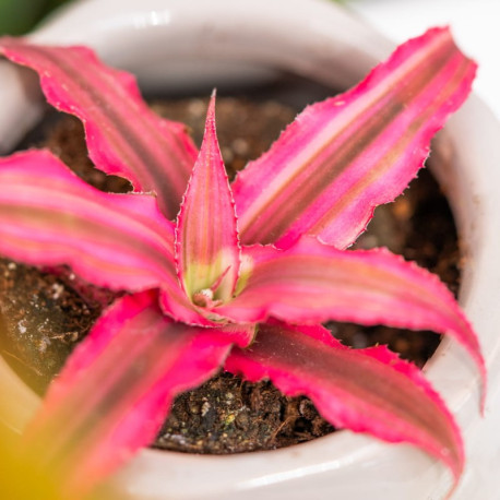 Cryptanthus 'Rubin Star'