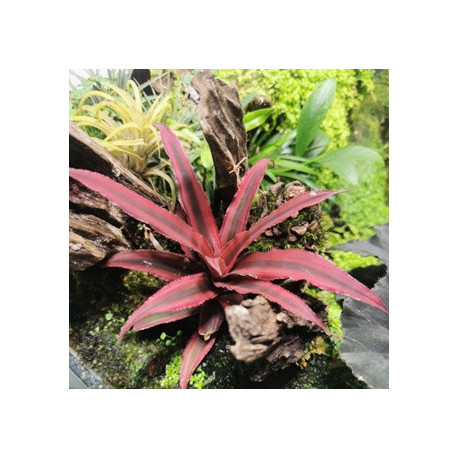 Cryptanthus 'Rubin Star'