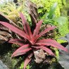 Cryptanthus 'Rubin Star'