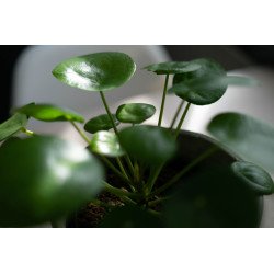 Pilea peperomioides (Planta Chinesa do Dinheiro / Planta OVNI)