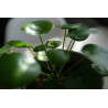 Pilea peperomioides (Planta Chinesa do Dinheiro / Planta OVNI)