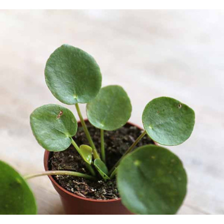 Pilea peperomioides (Planta Chinesa do Dinheiro / Planta OVNI)