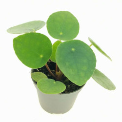 Pilea peperomioides (Planta Chinesa do Dinheiro / Planta OVNI)
