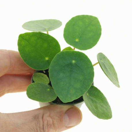 Pilea peperomioides (Planta Chinesa do Dinheiro / Planta OVNI)