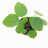 Pilea peperomioides (Planta Chinesa do Dinheiro / Planta OVNI)