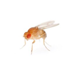 Moscas da Fruta - Drosophila melanogaster