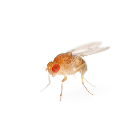 Moscas da Fruta - Drosophila melanogaster