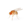 Moscas da Fruta - Drosophila melanogaster