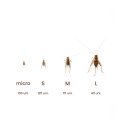 Grilos - Acheta domesticus