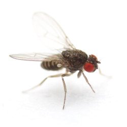 Moscas da Fruta - Drosophila hydei