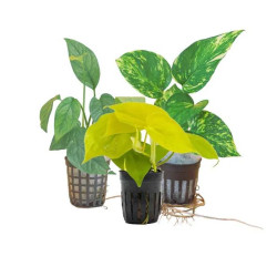 Pack 3x de plantas pothos  - Epipremnum