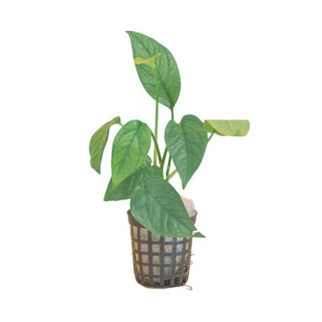 Pack 3x de plantas pothos  - Epipremnum