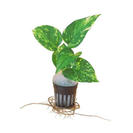 Pack 3x de plantas pothos  - Epipremnum