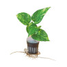 Pack 3x de plantas pothos  - Epipremnum