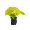 Pack 3x de plantas pothos  - Epipremnum