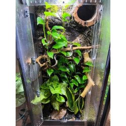 Pack 3x de plantas pothos  - Epipremnum