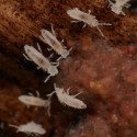 Colêmbolos - Springtails