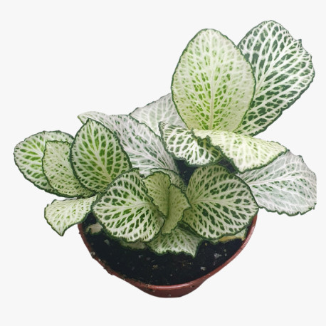 Fittonia albivenis White Anne