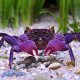 Caranguejo Vampire Purple - Geosesarma dennerle