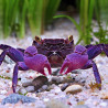 Caranguejo Vampire Purple - Geosesarma dennerle