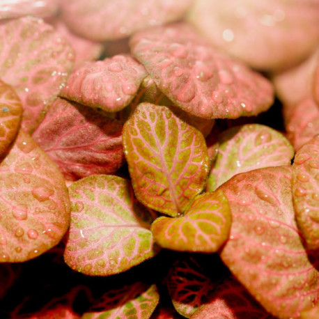 Fittonia Verschaffeltii 'Pink Special'