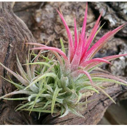 Tillandsia ionantha red