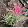 Tillandsia ionantha red