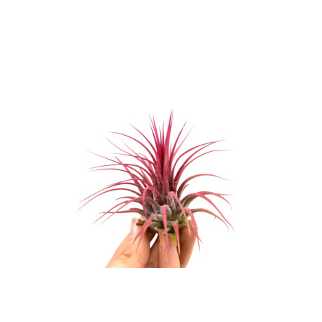 Tillandsia ionantha red