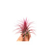 Tillandsia ionantha red